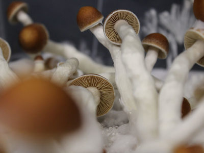 Top 3 Magic Mushroom Kits Reviewed COCO-2