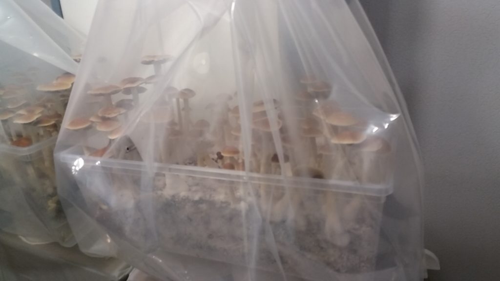 Best Magic Mushroom Kits Canada