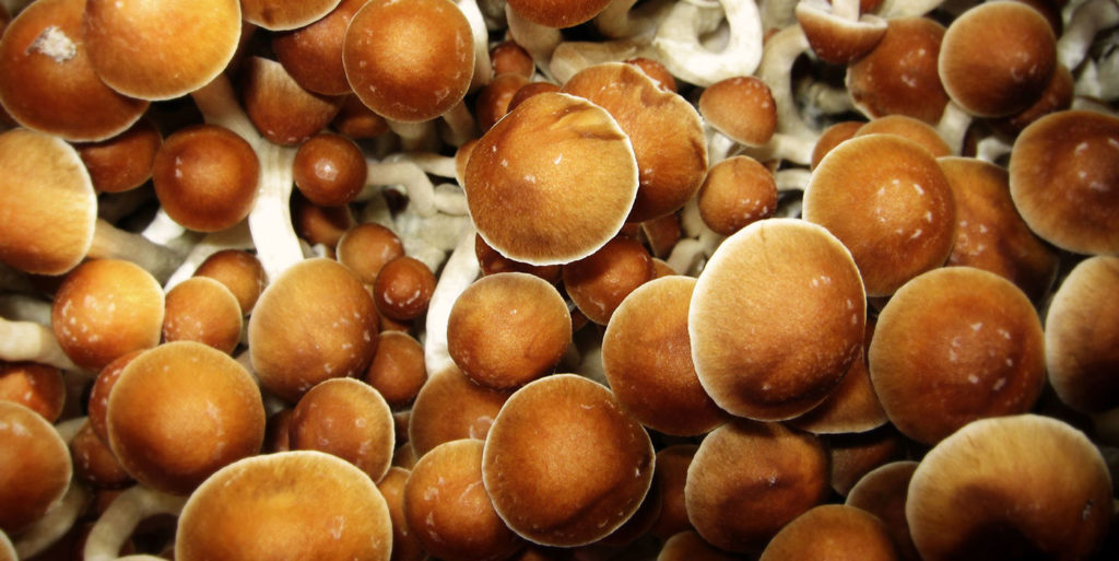 The Best Magic Mushroom Grow Kits