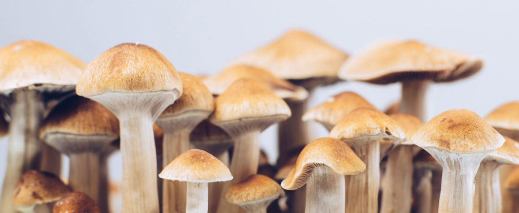 Best Magic Mushroom Growing Kit