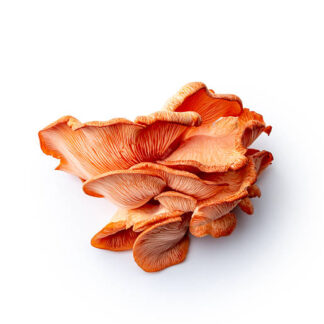Mushroom Cultures & Substrates