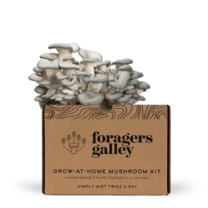 Blue Oyster Mushroom Kit
