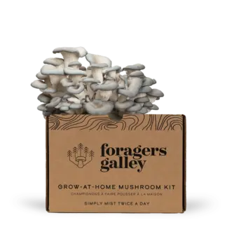 Blue Oyster Mushroom Kit