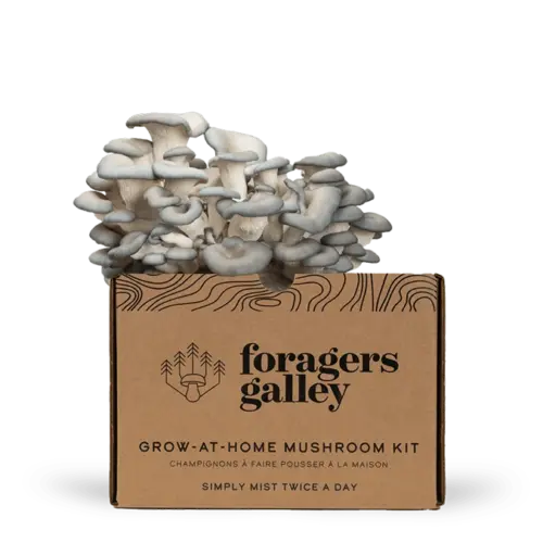 Blue Oyster Mushroom Kit