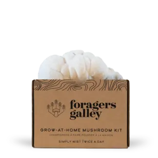 Lion's Mane Mushroom Kit