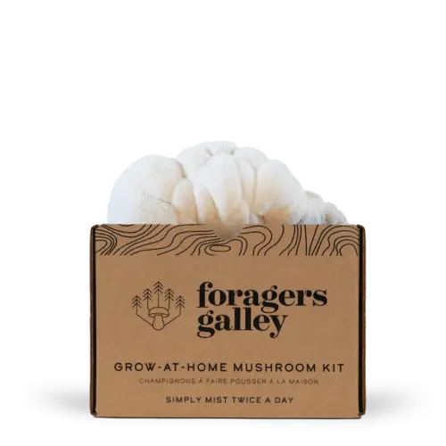 Lion's Mane Mushroom Kit