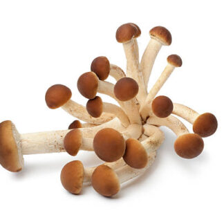 Chestnut Mushroom Grow Kit