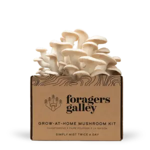 Snow Oyster Mushroom Grow Kit