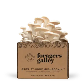 Snow Oyster Mushroom Grow Kit