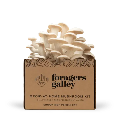 Snow Oyster Mushroom Grow Kit
