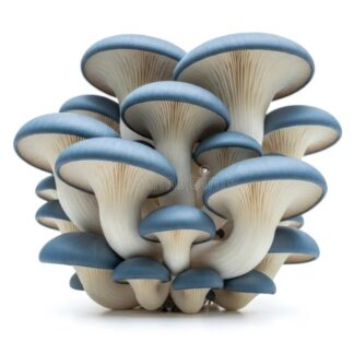 MUSHROOM KITS